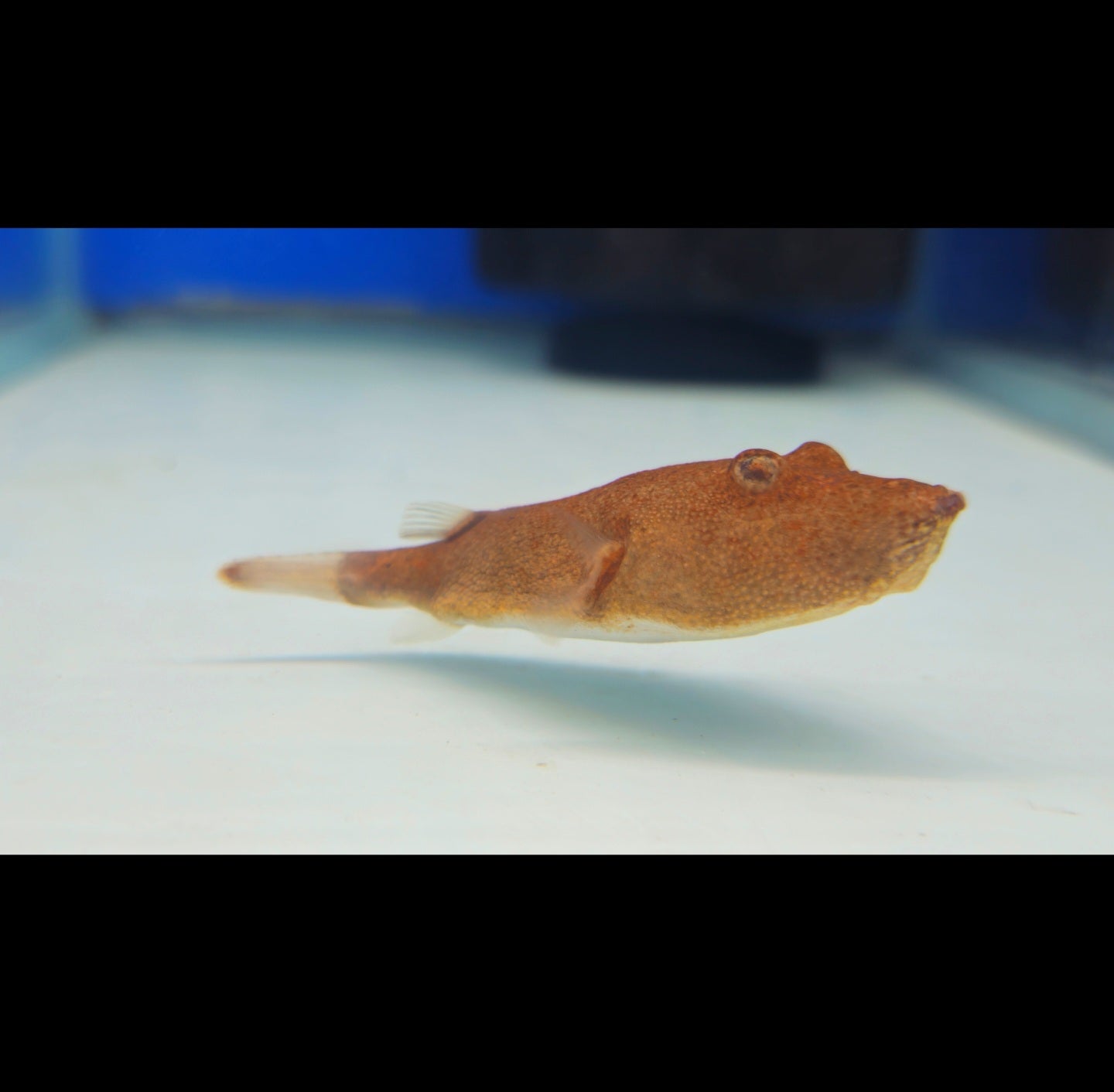 Miurus Orange Congo Puffer