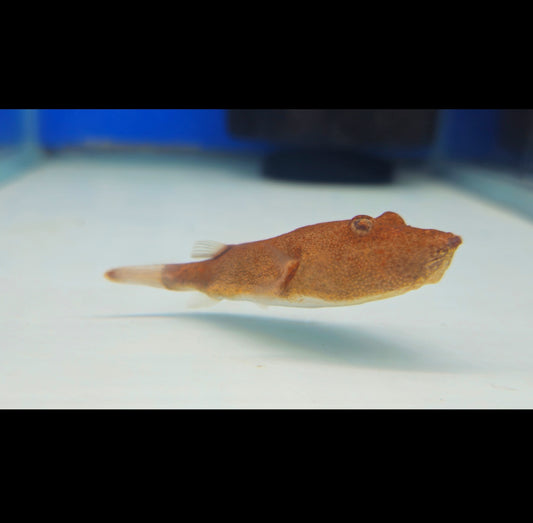 Miurus Orange Congo Puffer