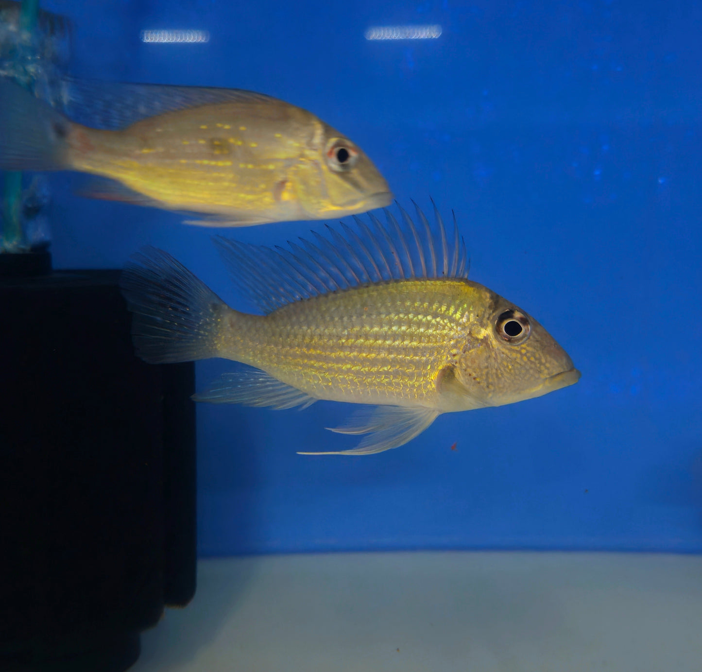 Geophagus Jurupari