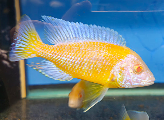 Albino Blue Neon