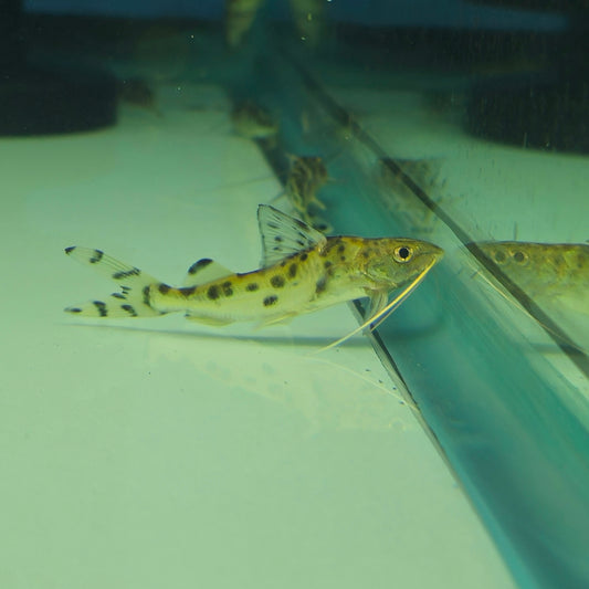 Pimelodella Pictus