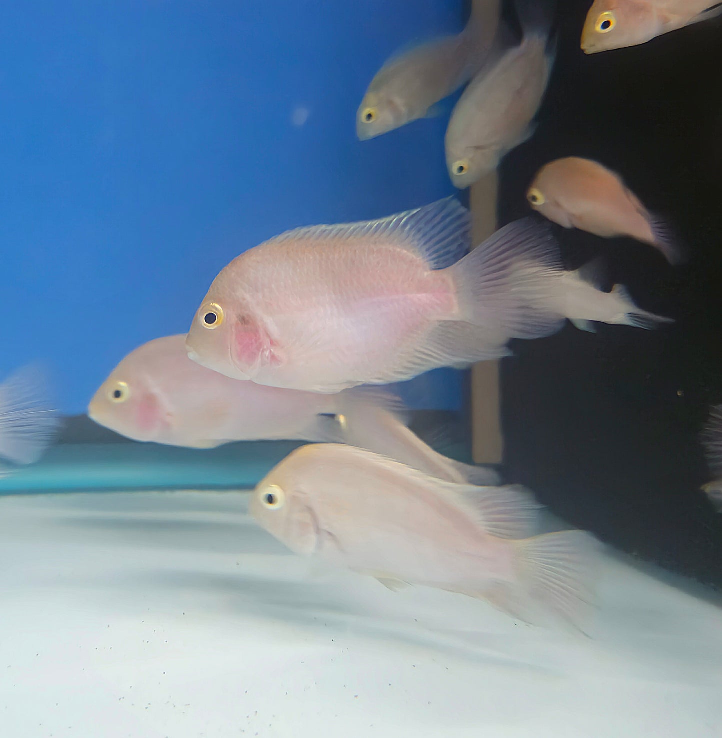 Pink Convict