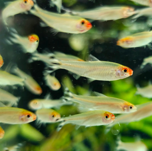 Rummy Nose Tetra