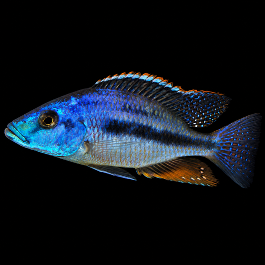 Strigatus