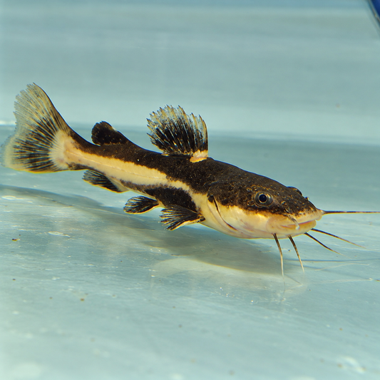 Redtail Catfish