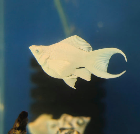 Platinum Balloon LF Molly