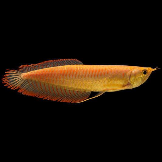 Albino Banana Arowana