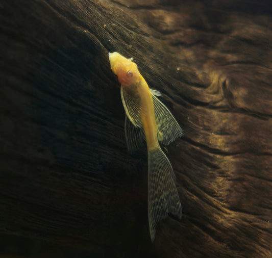 Longfin Albino Bristlenose