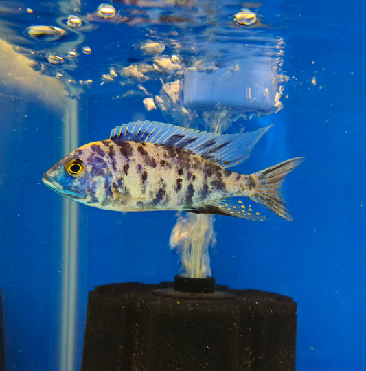 OB Azureus