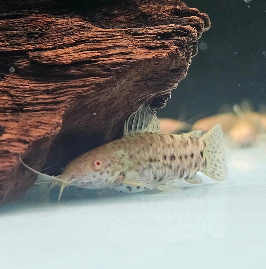 Albino Hoplo Catfish