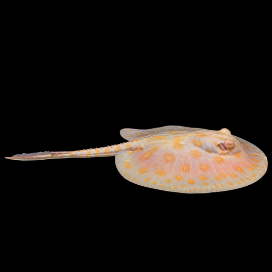 Albino Black Diamond Stingray