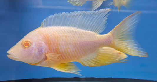 Albino Cobue