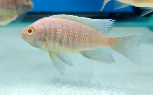 Albino Mloto