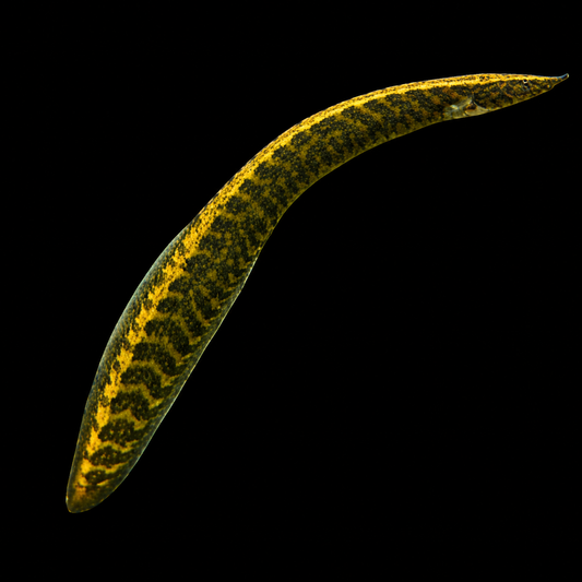 Spiny Eel