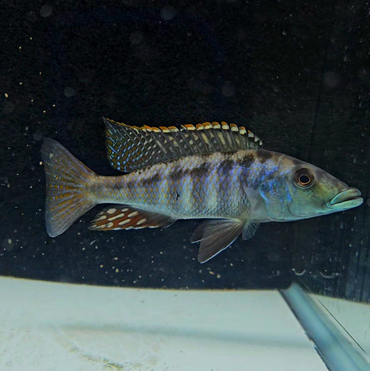Malawi Gar