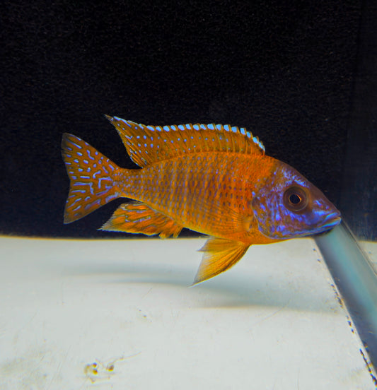 Red Peacock