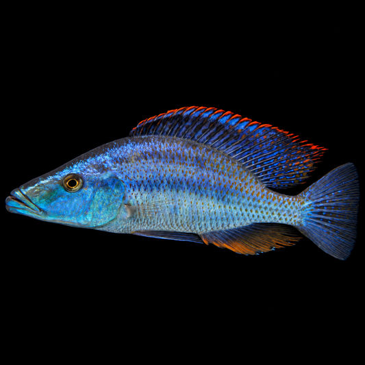 Compressiceps Malawi Eyebitter