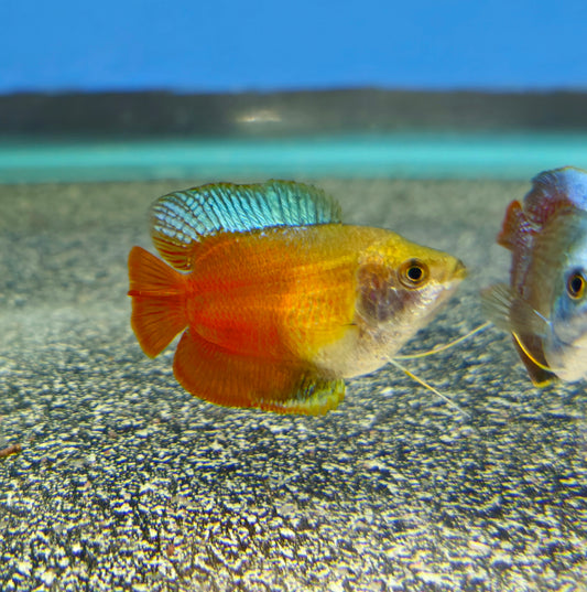 Dwarf Gourami