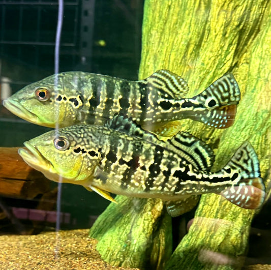 Royal Snakeskin Peacock Bass