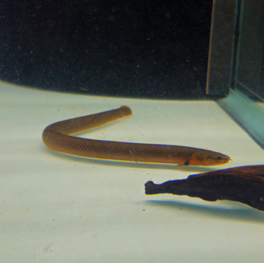 Eels Rope Fish EELS β Global Exoticquatics