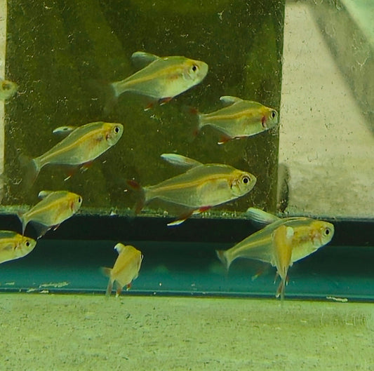Rosy Whitefin Tetra