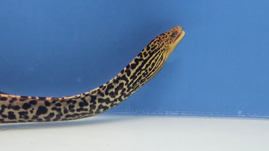 Tiger Moray