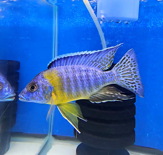 Bicolor