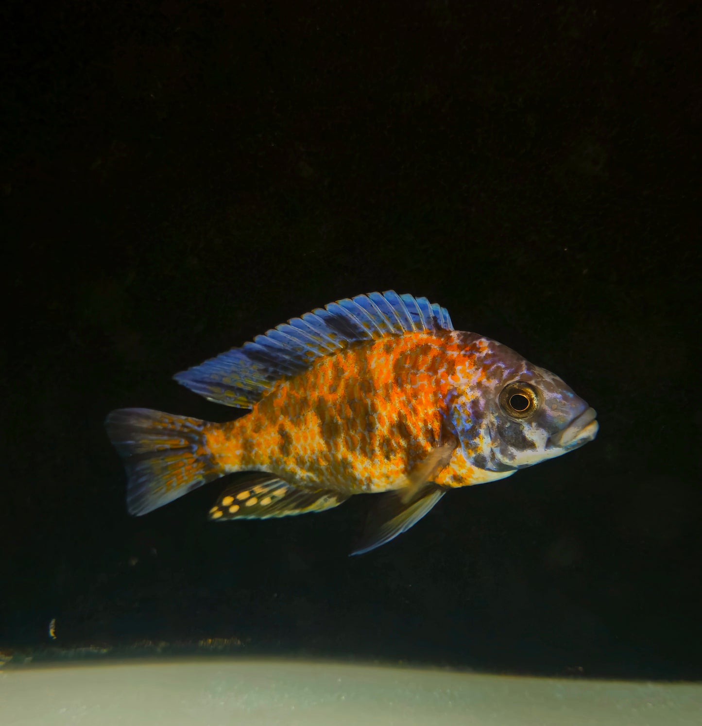 OB Kadango Borleyi