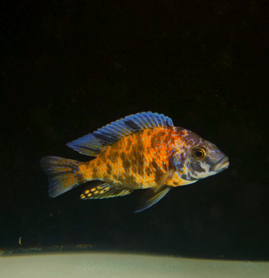 OB Kadango Borleyi