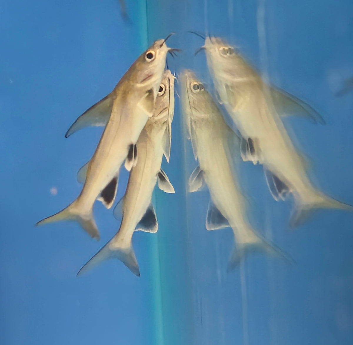Silver Shark