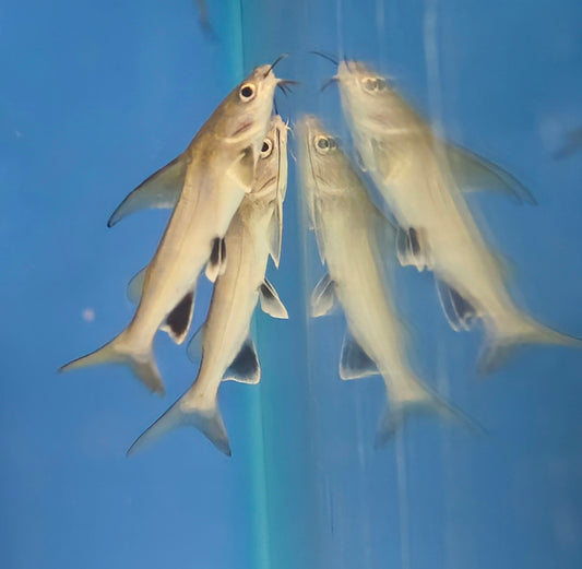 Silver Shark