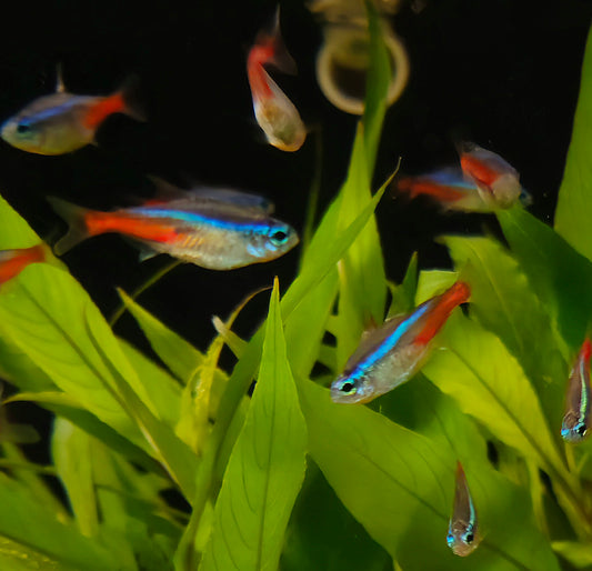 Neon Tetra