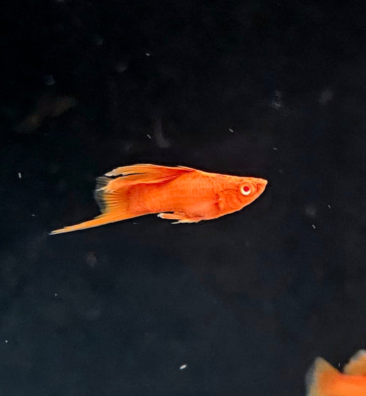 BloodRed HighFin Platy
