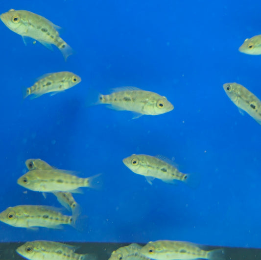 Cuban Cichlid