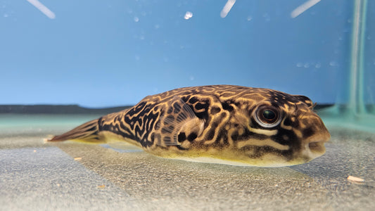 Mbu Puffer