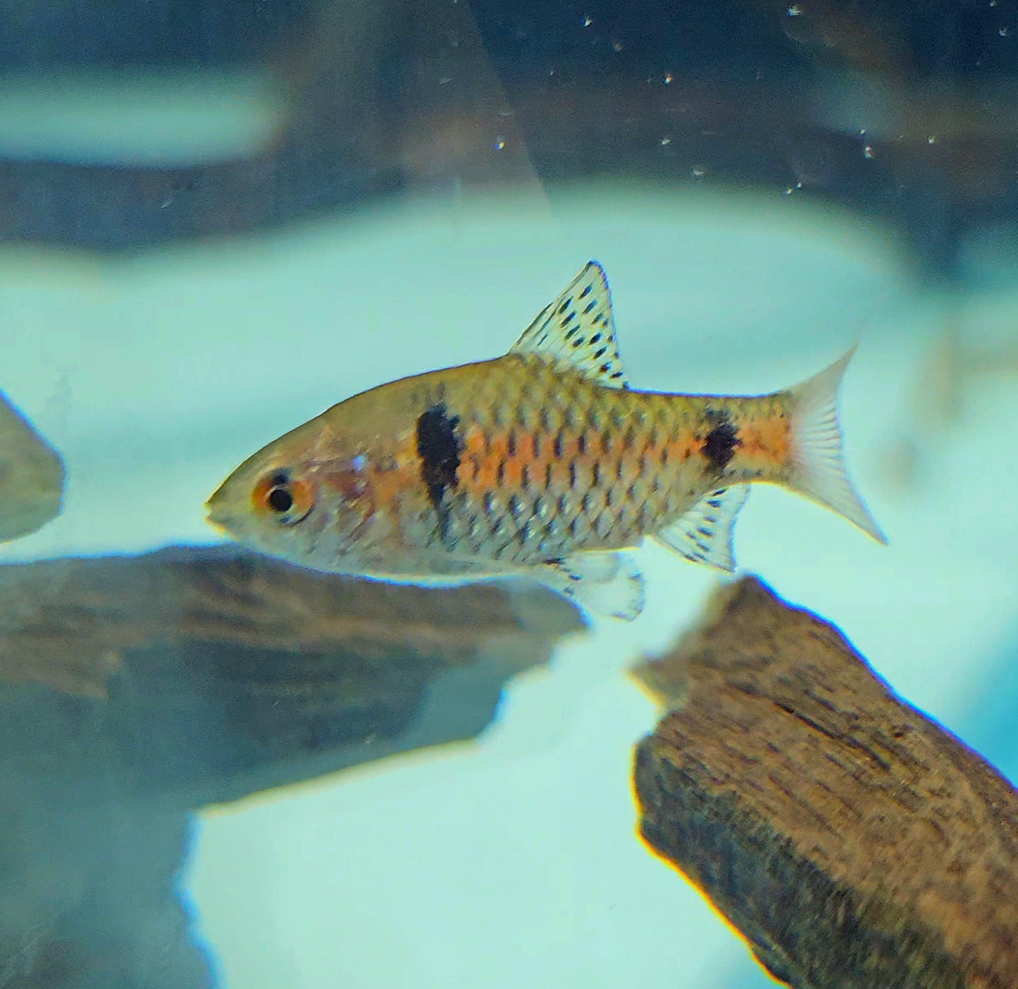 Odessa Barb