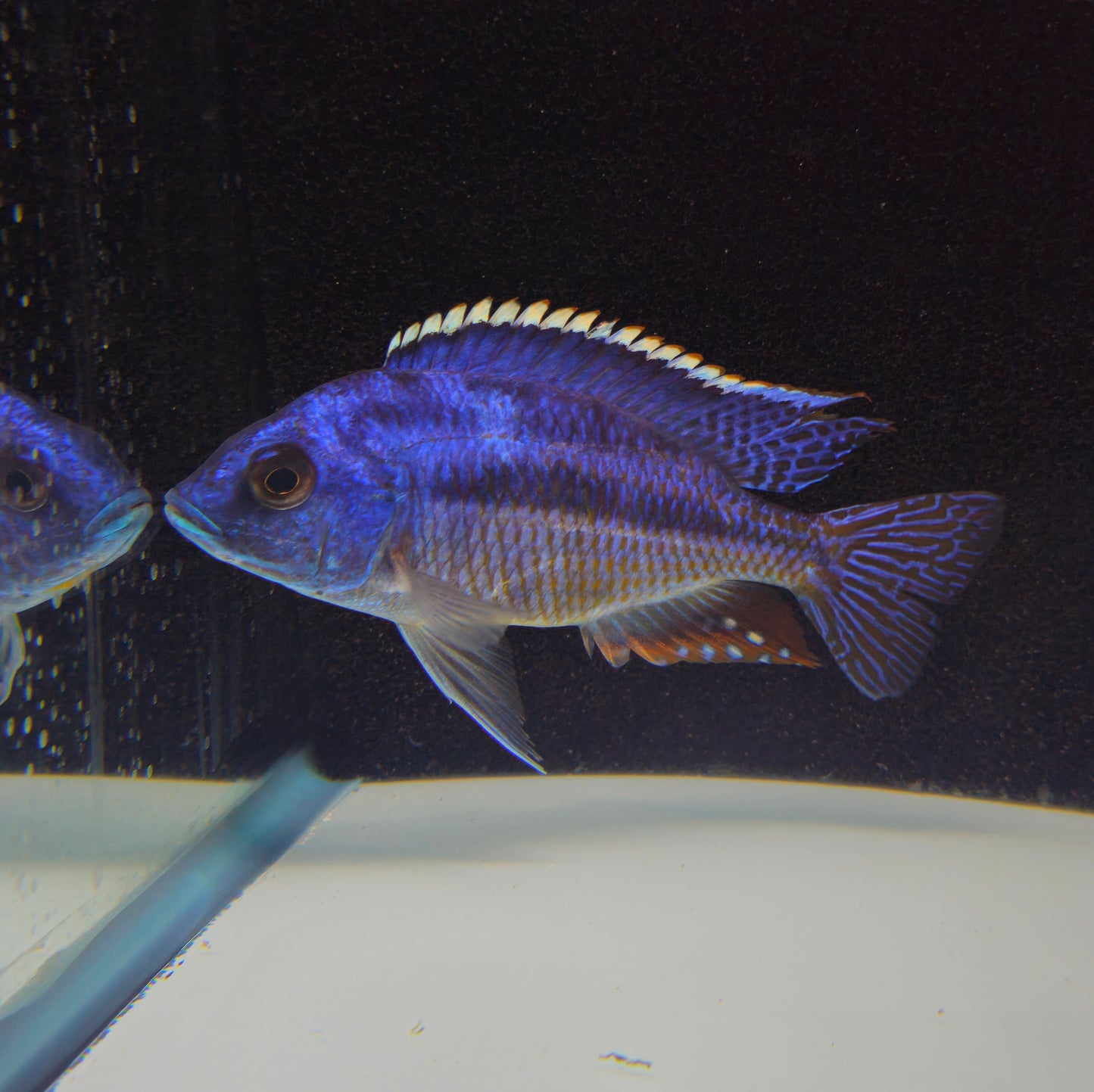 Blue Empress