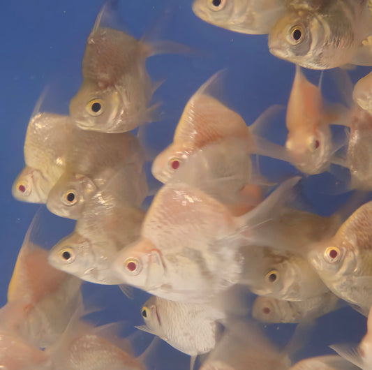 AAA Super Shortbody Tinfoil Barb