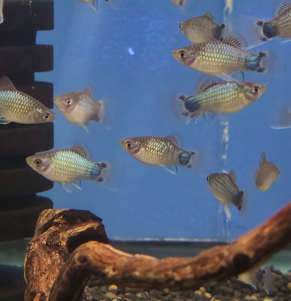 Blue Mickey Mouse Platys