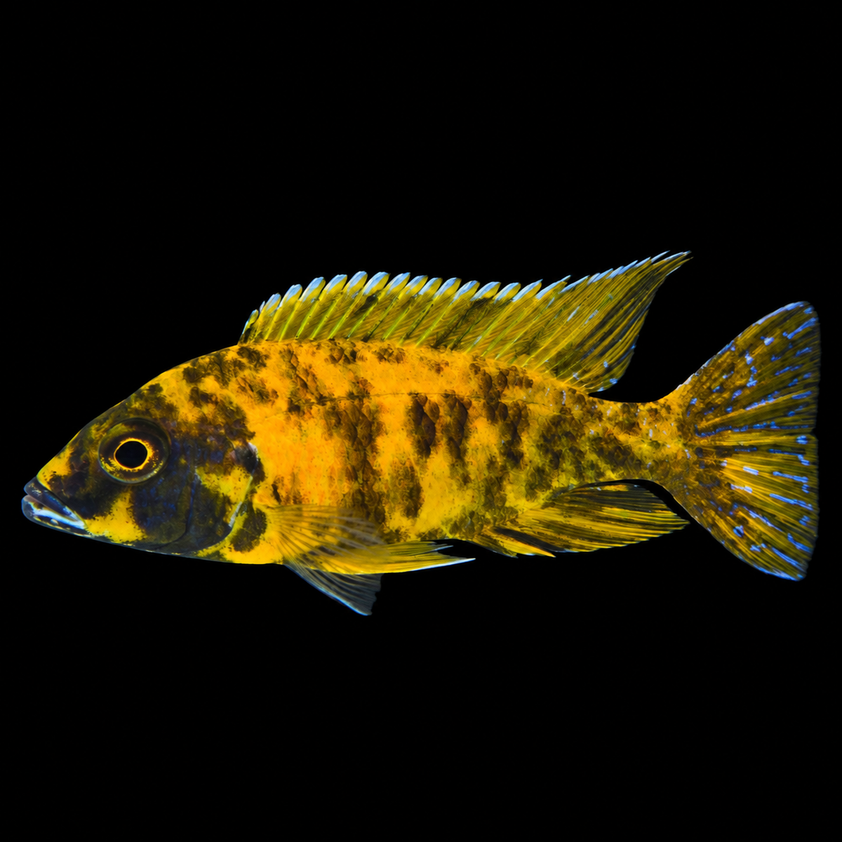 Yellow OB