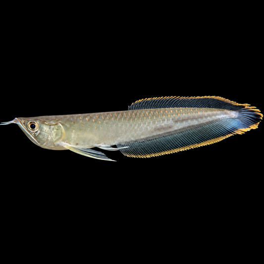 Black Arowana