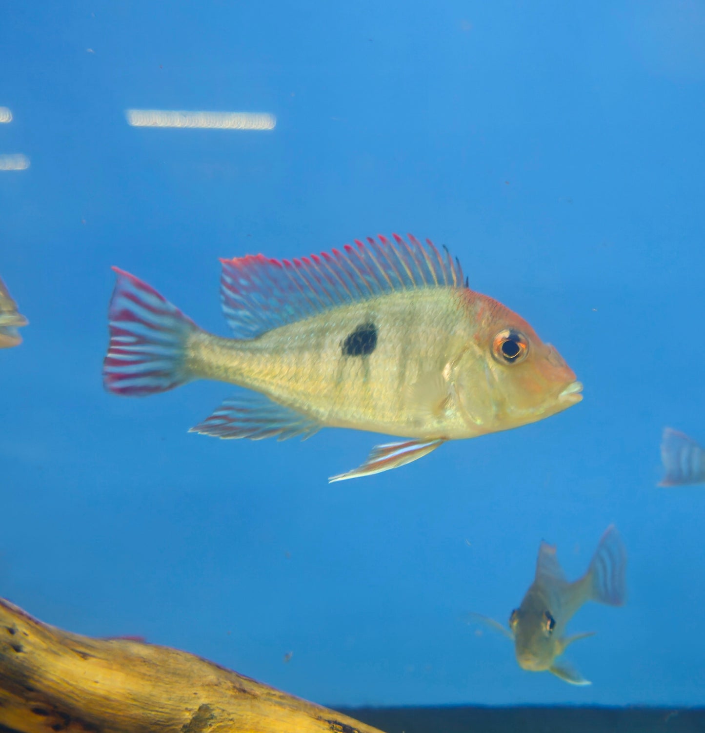 Red Head Tapajos