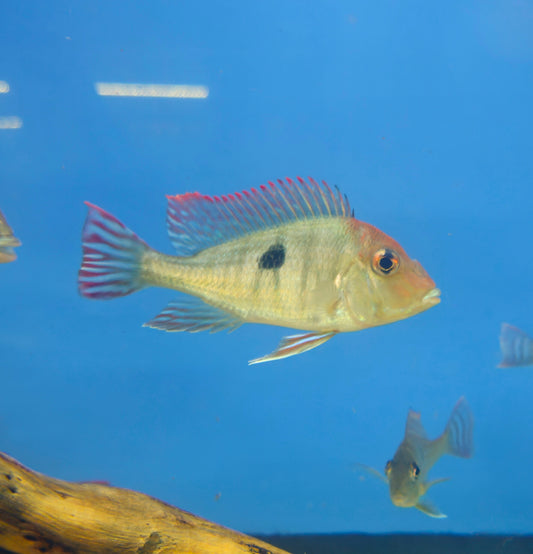 Red Head Tapajos
