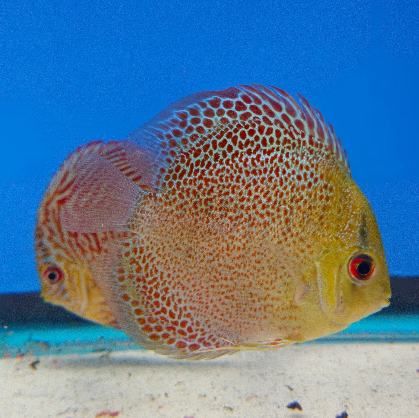 Leopard Snakeskin Discus