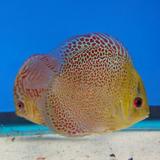 Leopard Snakeskin Discus