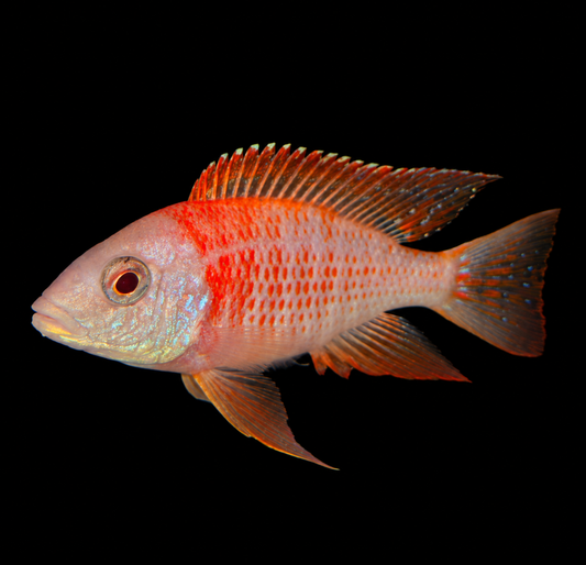 Albino Rubecen
