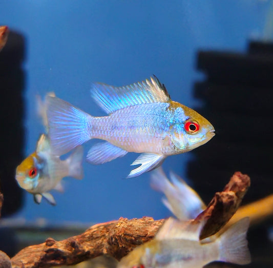 Electric Blue Ram