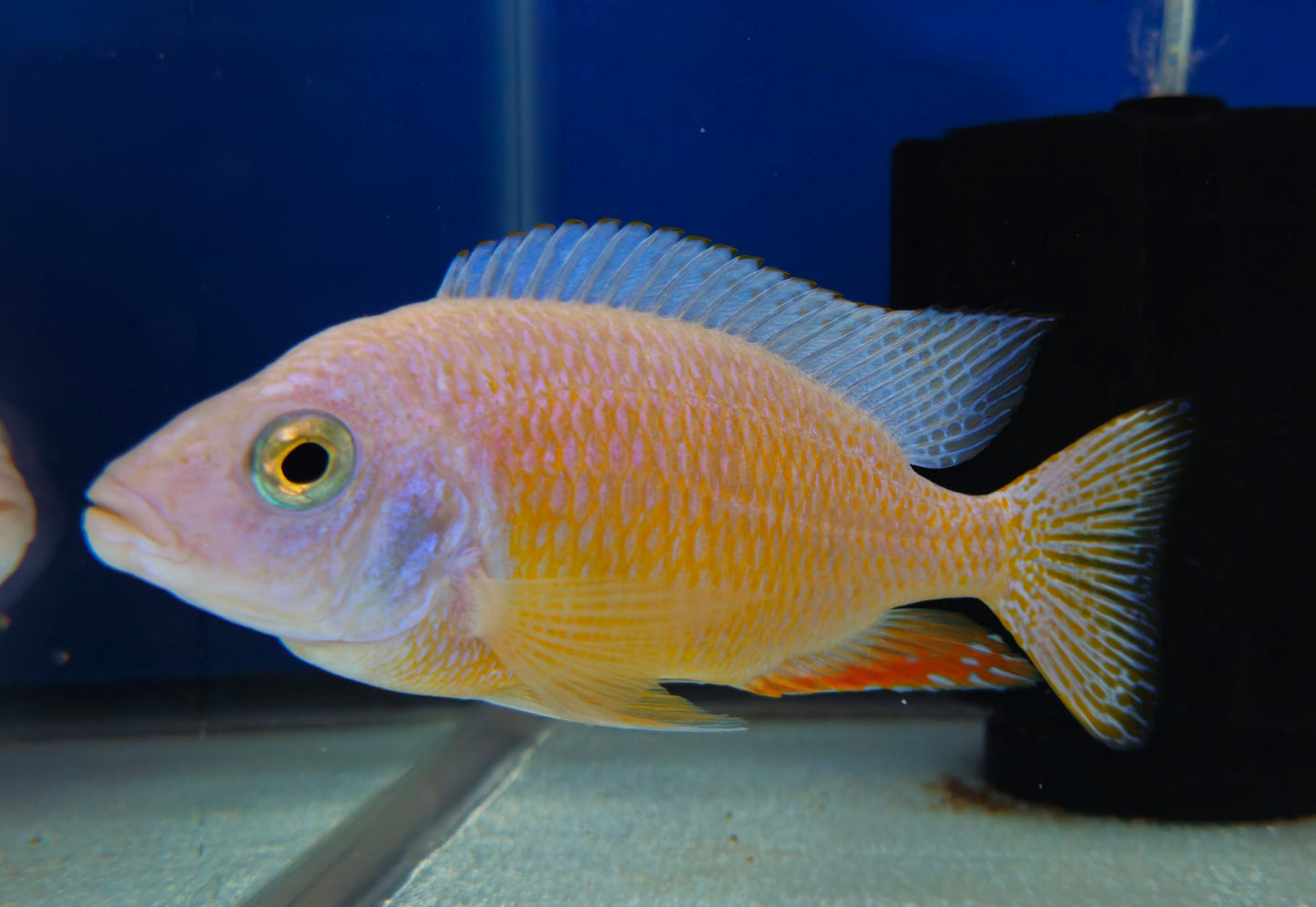 Albino Taiwan Reef