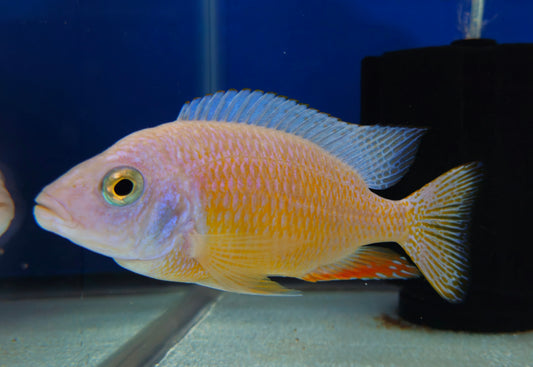 Albino Taiwan Reef