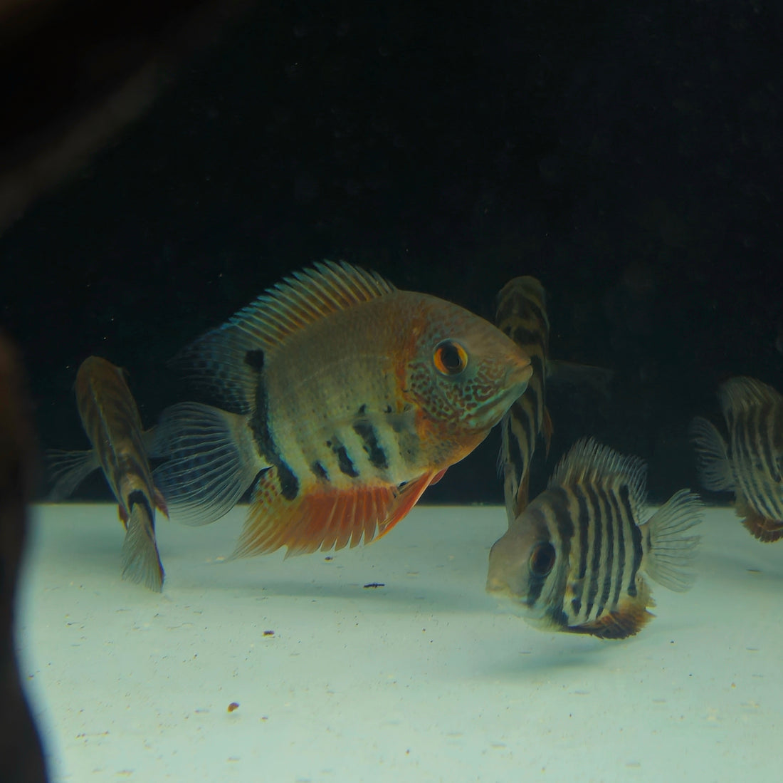Red Shoulder Severum – Global Exoticquatics